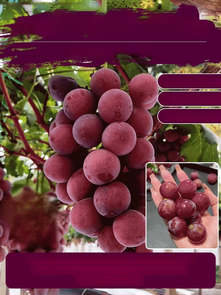 🍇Ziarna winogron królowej Niny z naturalnym aromatem wina