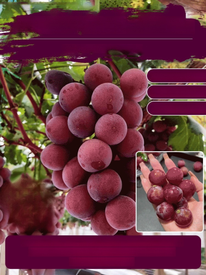 🍇Ziarna winogron królowej Niny z naturalnym aromatem wina