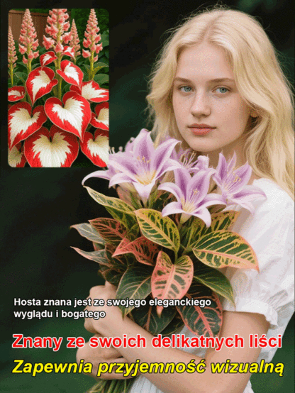 🔥🔥Nasiona hosty o unikalnych, wielobarwnych liściach