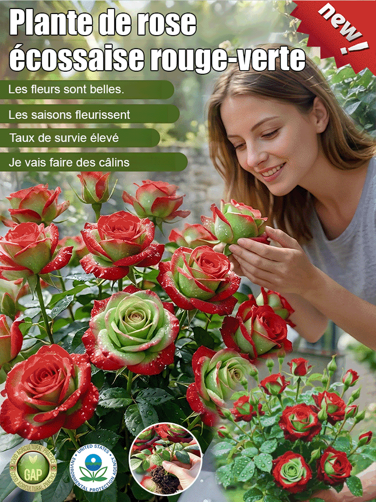 🌹Rosier bicolore écossais : pas besoin d'avoir la main verte. ✨100 % rustique, extrêmement résistant aux maladies, floraison abondante.