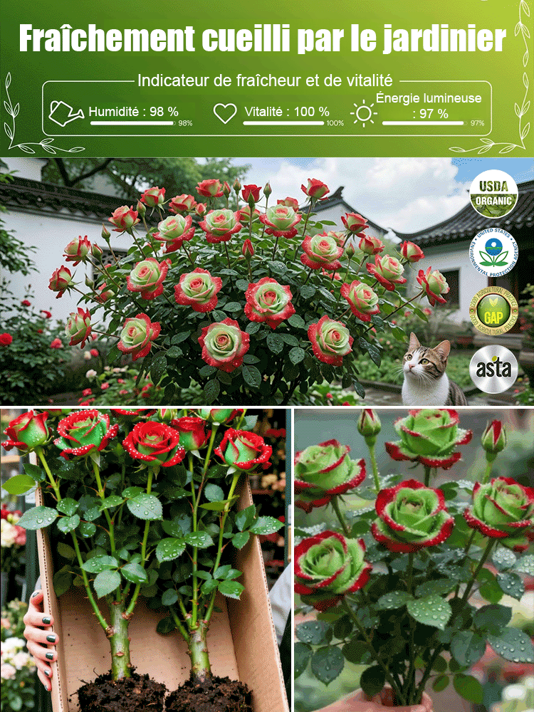🌹Rosier bicolore écossais : pas besoin d'avoir la main verte. ✨100 % rustique, extrêmement résistant aux maladies, floraison abondante.