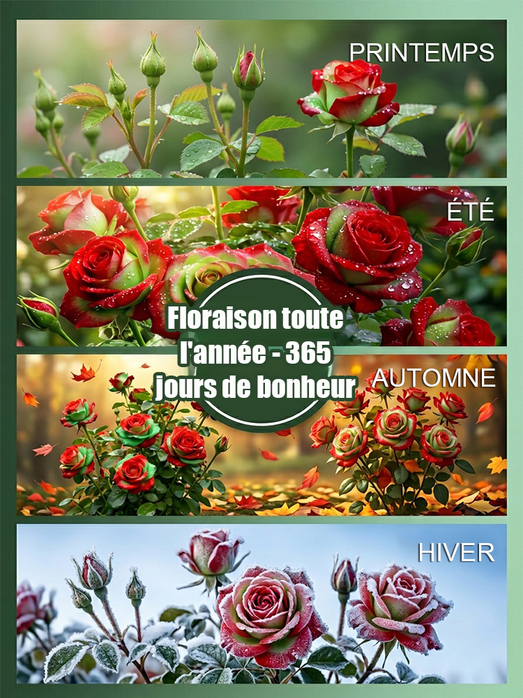 🌹Rosier bicolore écossais : pas besoin d'avoir la main verte. ✨100 % rustique, extrêmement résistant aux maladies, floraison abondante.
