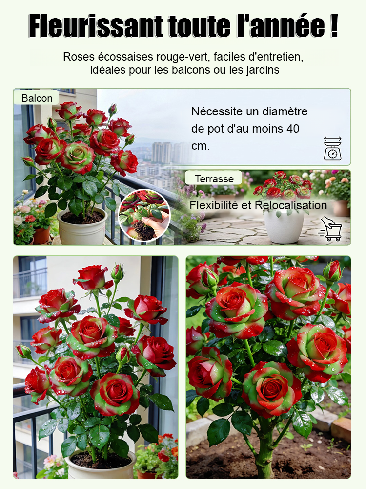 🌹Rosier bicolore écossais : pas besoin d'avoir la main verte. ✨100 % rustique, extrêmement résistant aux maladies, floraison abondante.