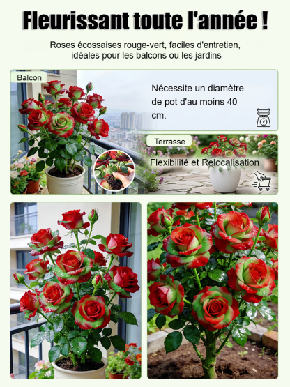 🌹Rosier bicolore écossais : pas besoin d'avoir la main verte. ✨100 % rustique, extrêmement résistant aux maladies, floraison abondante.