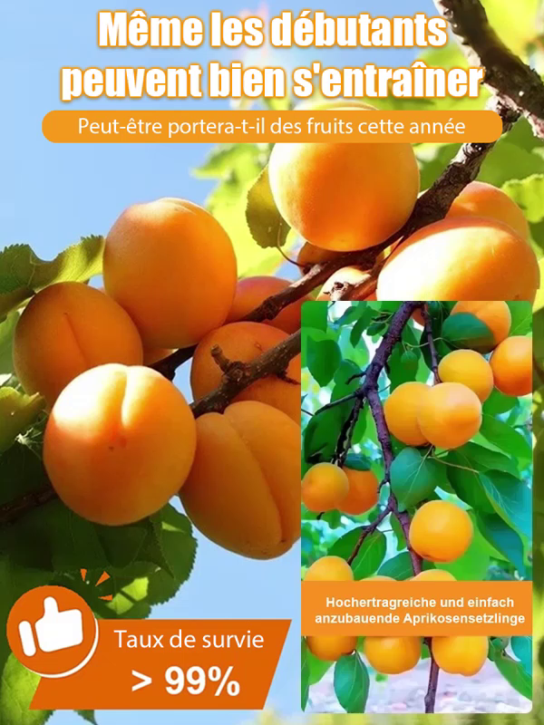 Des fruits juteux et parfumés, directement de votre jardin. Le rendement fou de ce jeune arbre vous bluffera. 