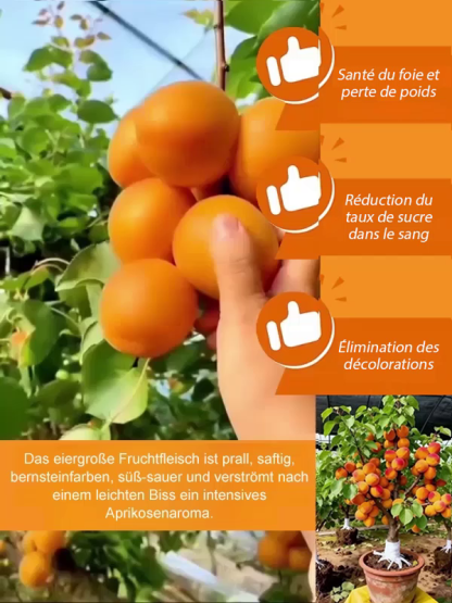 Des fruits juteux et parfumés, directement de votre jardin. Le rendement fou de ce jeune arbre vous bluffera. 