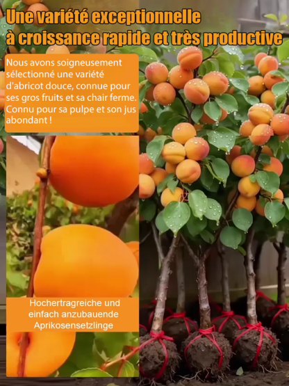 Des fruits juteux et parfumés, directement de votre jardin. Le rendement fou de ce jeune arbre vous bluffera. 