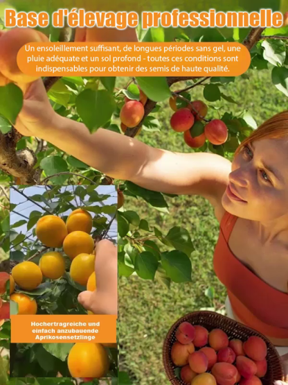 Des fruits juteux et parfumés, directement de votre jardin. Le rendement fou de ce jeune arbre vous bluffera. 