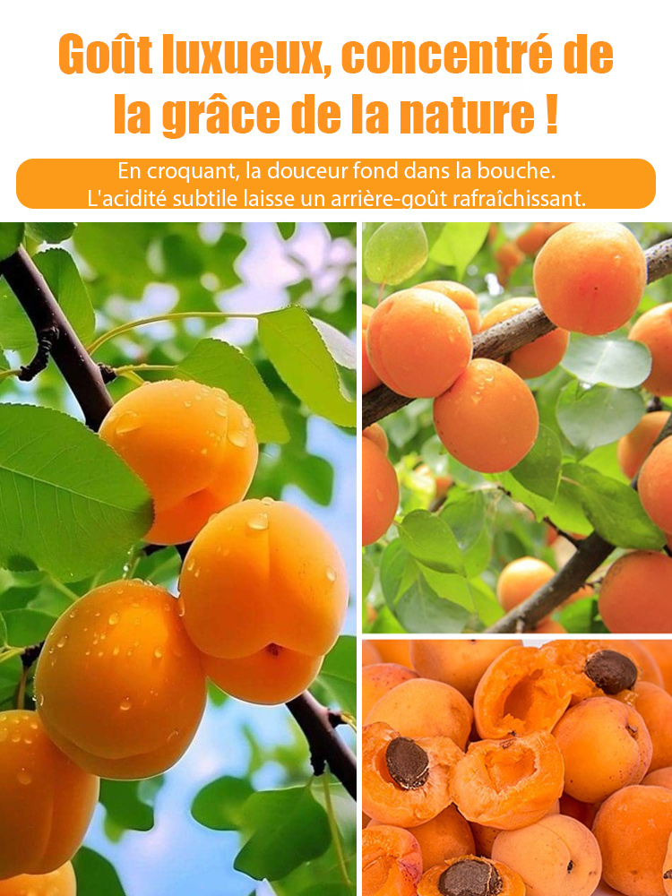 Des fruits juteux et parfumés, directement de votre jardin. Le rendement fou de ce jeune arbre vous bluffera. 