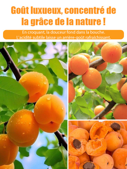 Des fruits juteux et parfumés, directement de votre jardin. Le rendement fou de ce jeune arbre vous bluffera. 
