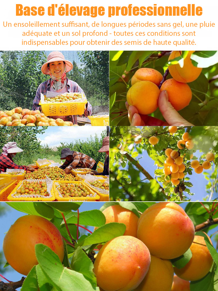 Des fruits juteux et parfumés, directement de votre jardin. Le rendement fou de ce jeune arbre vous bluffera. 