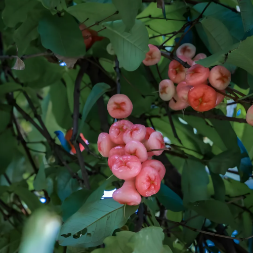 🔥FORRÓ AKCIÓ 50% KEDVEZMÉNY🔥🍹 Édes, ropogós és lédús viaszalma magok 🪴