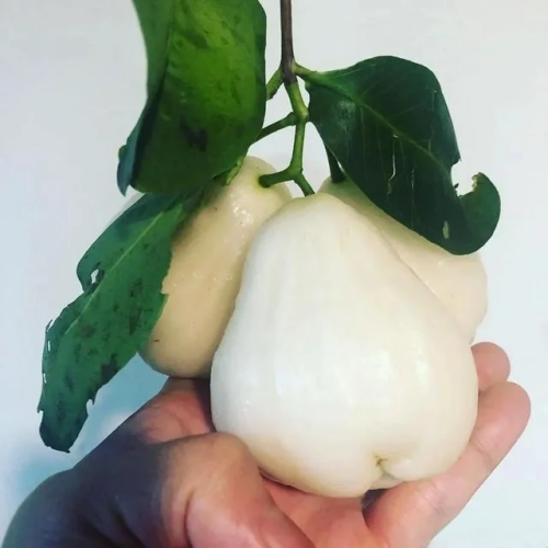 🔥FORRÓ AKCIÓ 50% KEDVEZMÉNY🔥🍹 Édes, ropogós és lédús viaszalma magok 🪴