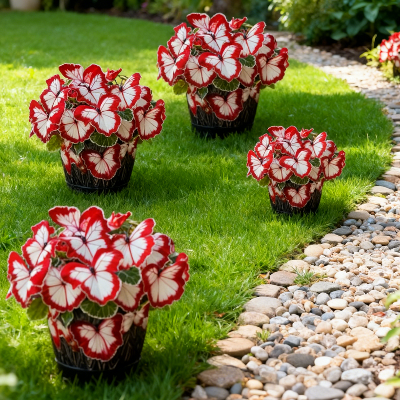 🌺Semena motýlí begónie