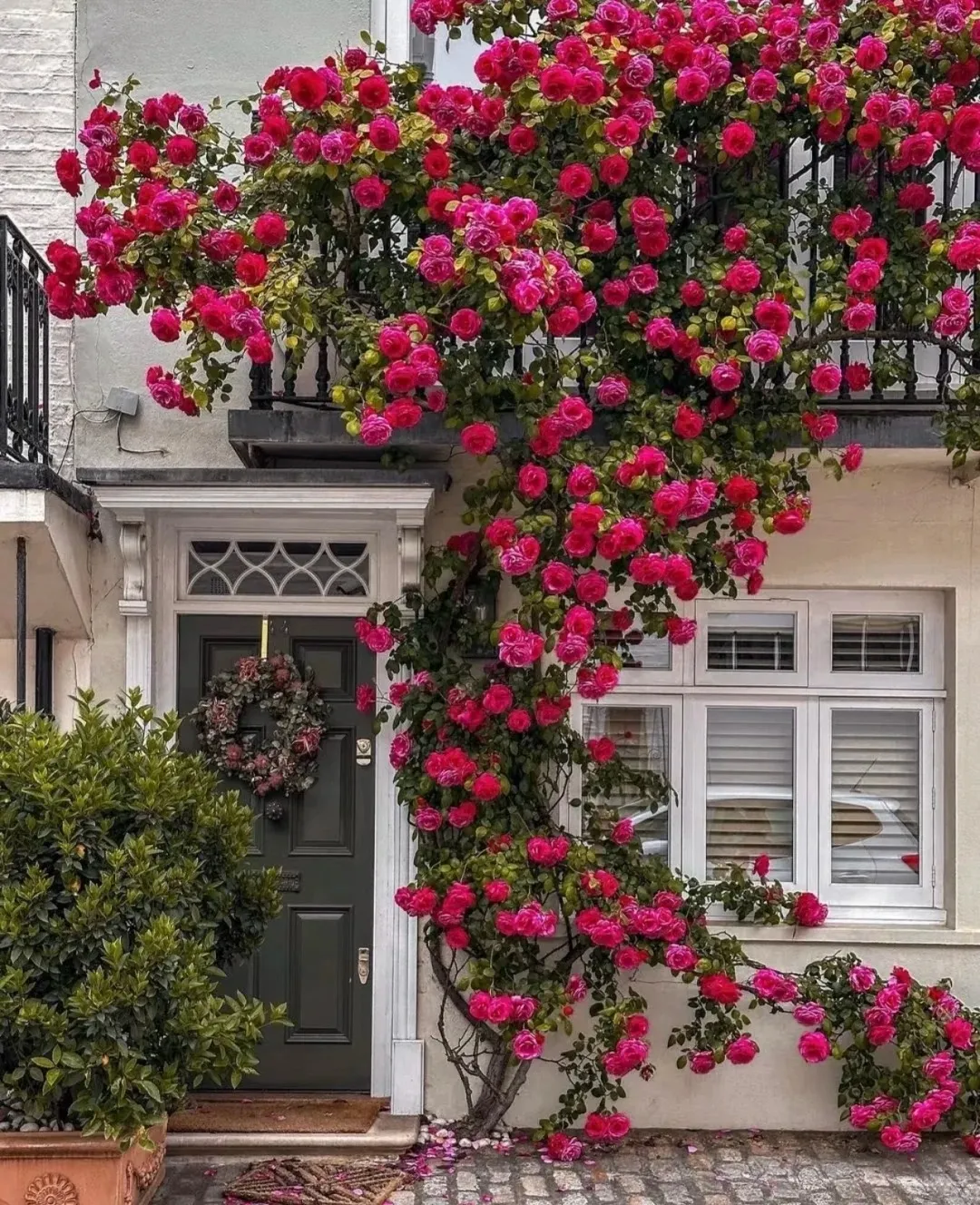 🦋 Voňavé popínavé růže – přilákejte motýly a proměňte svou zahradu🌿