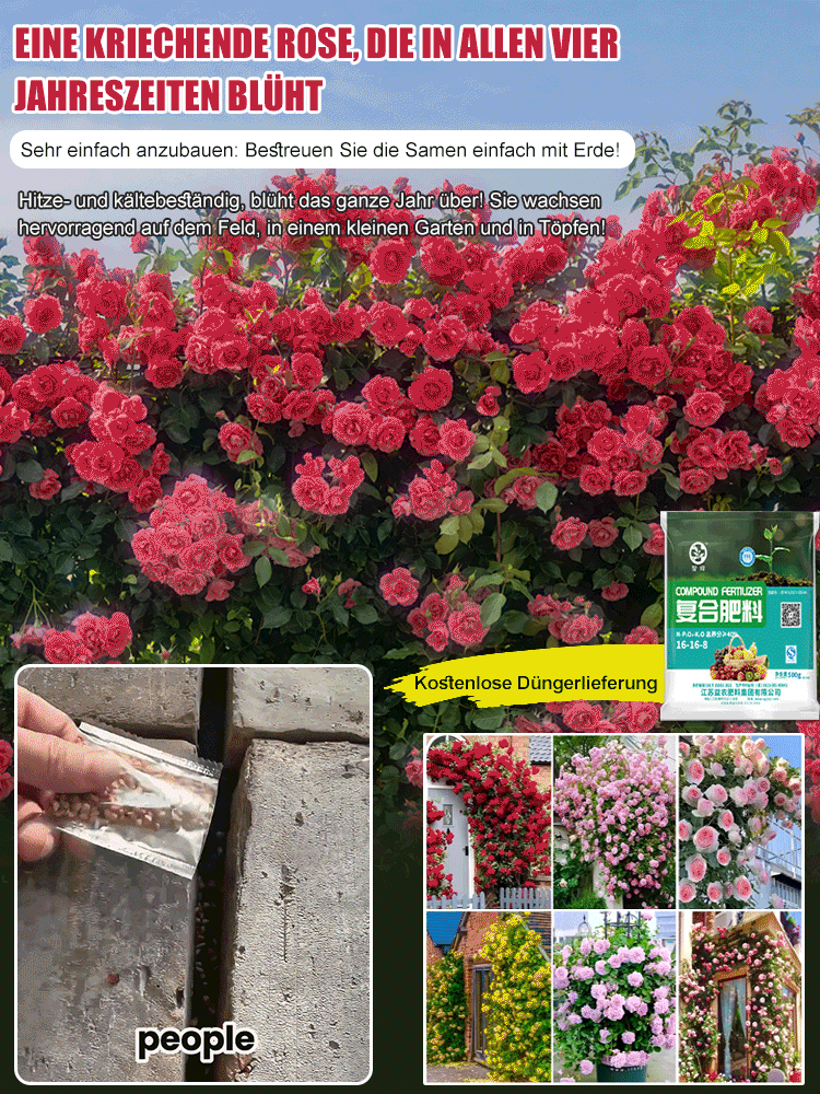 Kostenloser Dünger] Saisonal blühende Kletterrosensamen