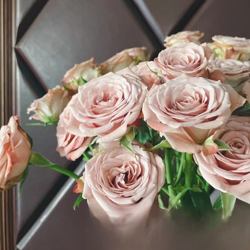 Ganzjährig blühende alte, duftende Rosenpflanze