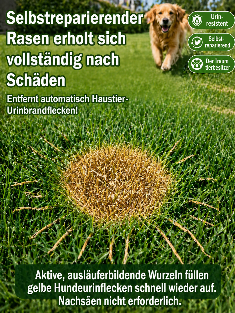 Premium Vier-Jahreszeiten Rasensamen (7 Tage 99% Keimung) – Selbstheilend & Dicht