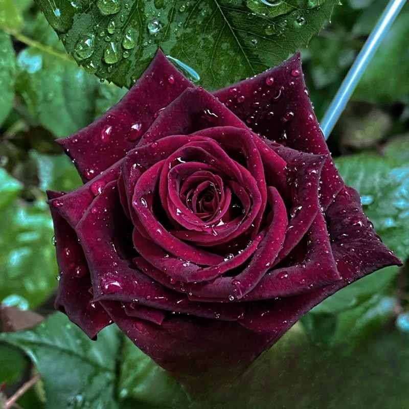 Ganzjährig blühende alte, duftende Rosenpflanze