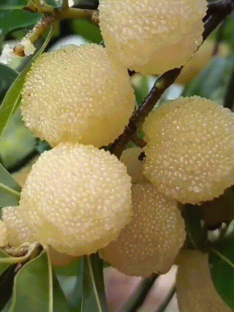 Ertragreicher Kristall-Weißer Myrtenbaum-Setzling, schädlingsresistent, fruchtet im ersten Jahr