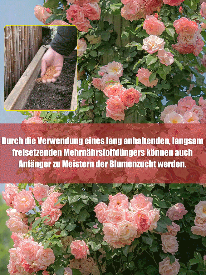 Kostenloser Dünger] Saisonal blühende Kletterrosensamen