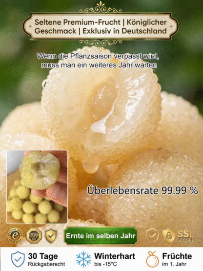 Ertragreicher Kristall-Weißer Myrtenbaum-Setzling, schädlingsresistent, fruchtet im ersten Jahr