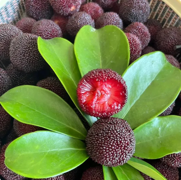 ❤️Semena čínské voskovky (Myrica rubra)