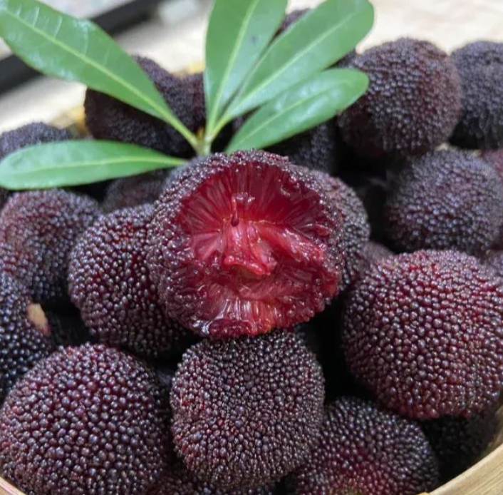 ❤️Semena čínské voskovky (Myrica rubra)