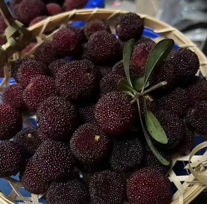 ❤️Semena čínské voskovky (Myrica rubra)
