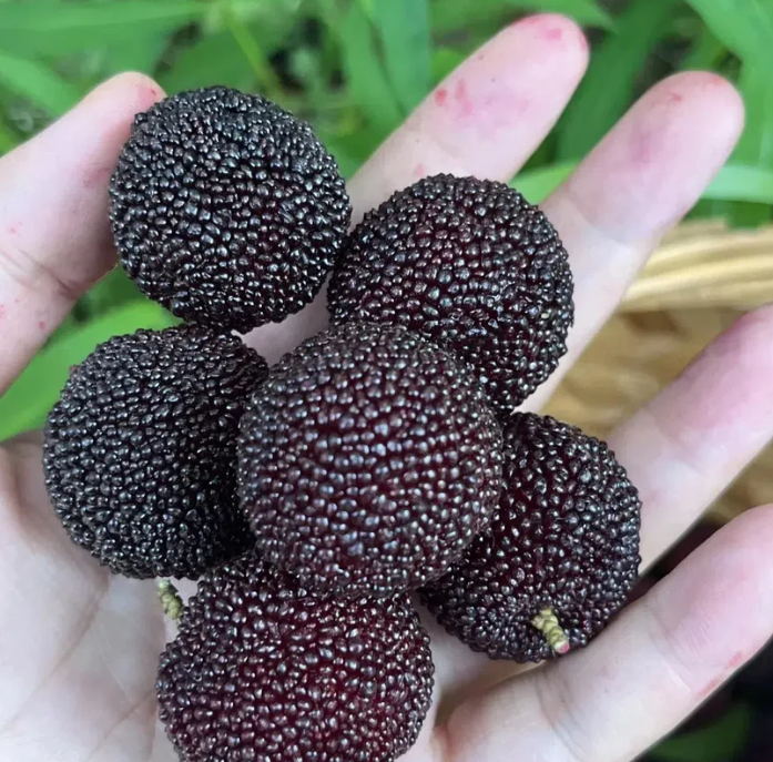 ❤️Semena čínské voskovky (Myrica rubra)