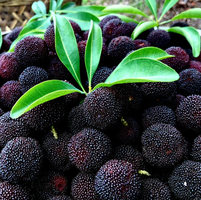 ❤️Semena čínské voskovky (Myrica rubra)