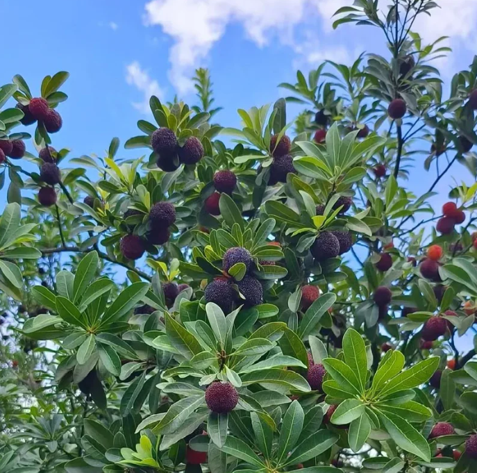 ❤️Semena čínské voskovky (Myrica rubra)