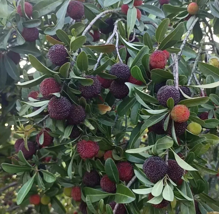 ❤️Semena čínské voskovky (Myrica rubra)