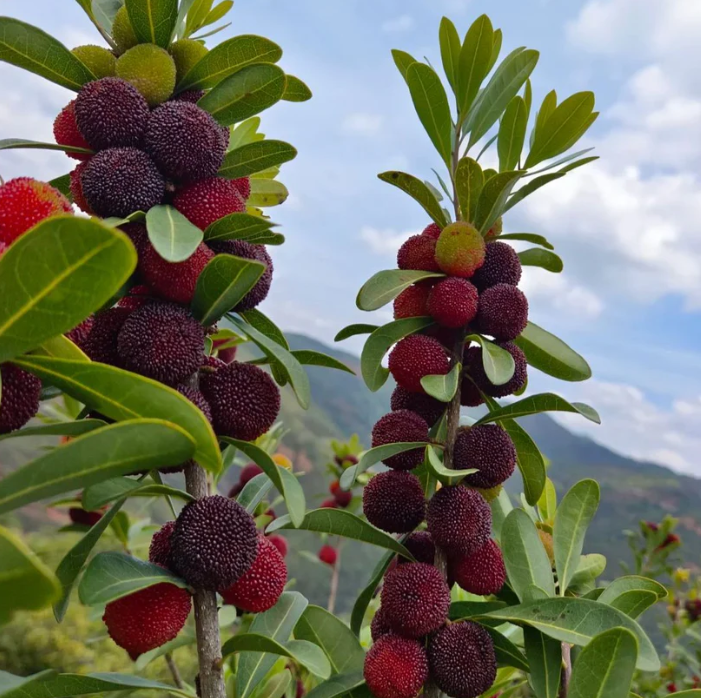 ❤️Semena čínské voskovky (Myrica rubra)