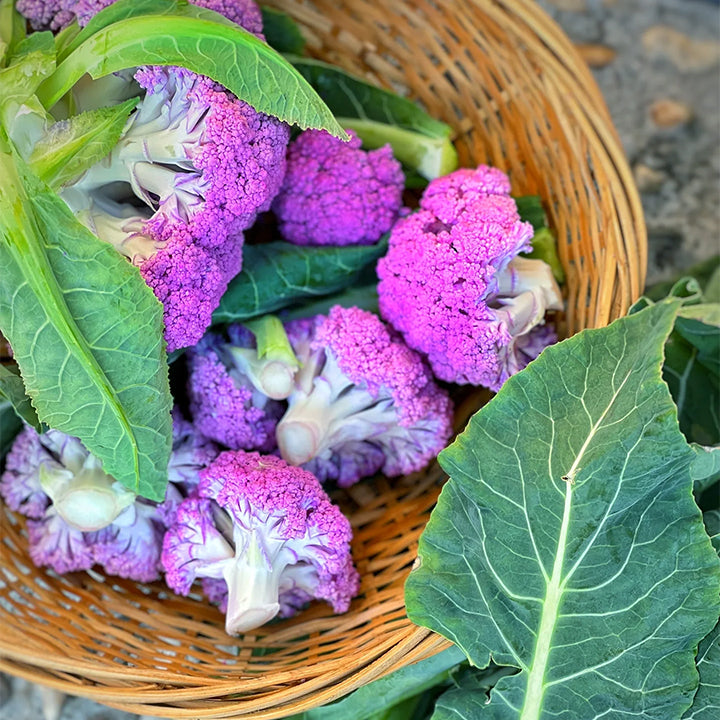 Purple Cauliflower Seed