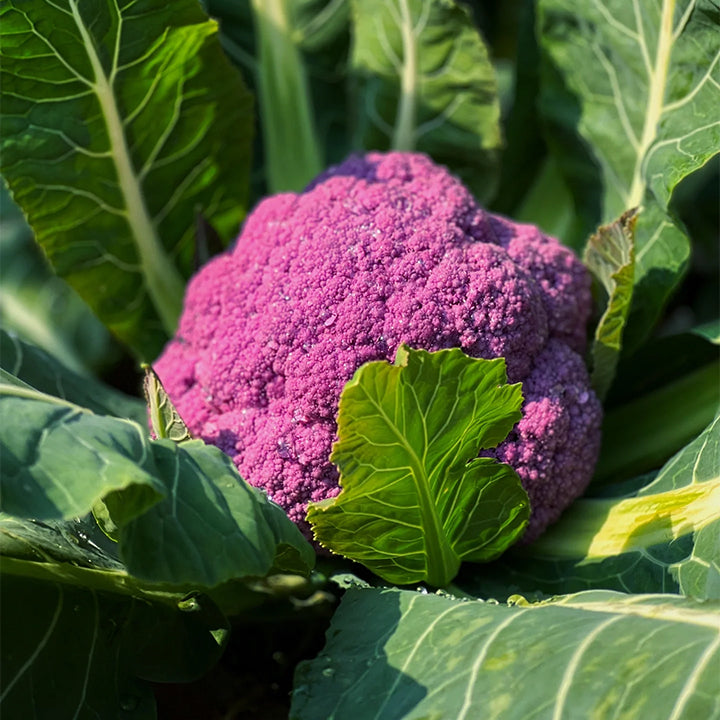 Purple Cauliflower Seed