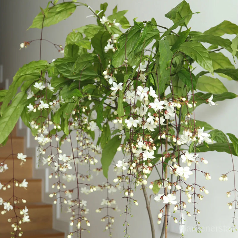 🌼Weeping Jasmine Seeds - White Jade Butterfly