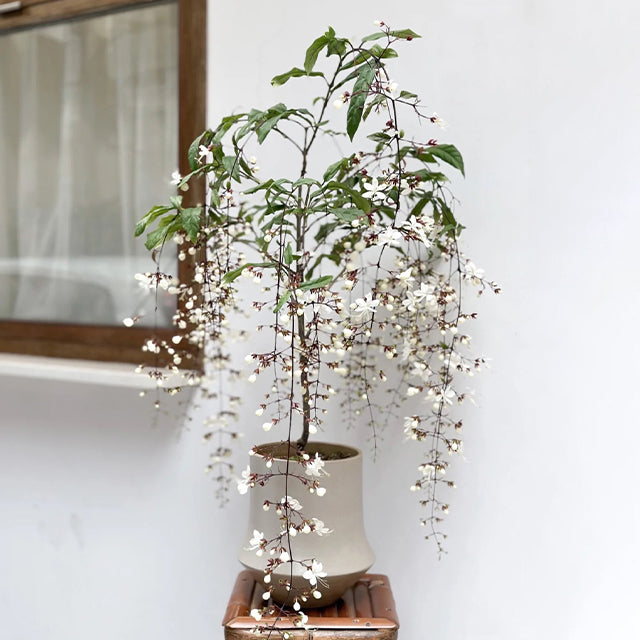 🌼Weeping Jasmine Seeds - White Jade Butterfly