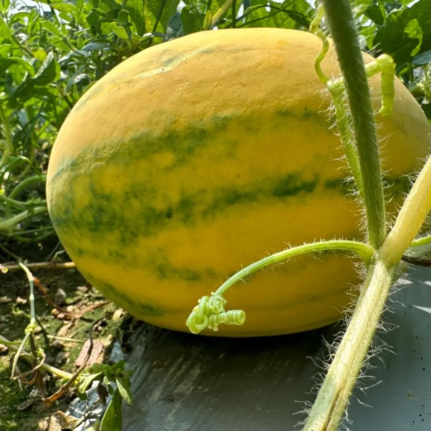 💛Hybridní semena melounu se žlutou slupkou 🍉