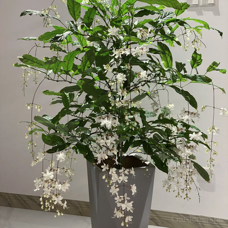 🌼Weeping Jasmine Seeds - White Jade Butterfly