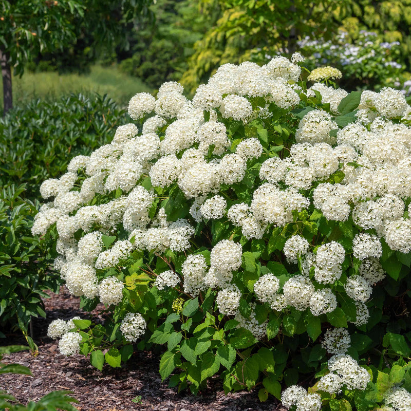 🌸Hydrangea – The Timeless Beauty of Every Garden ✨