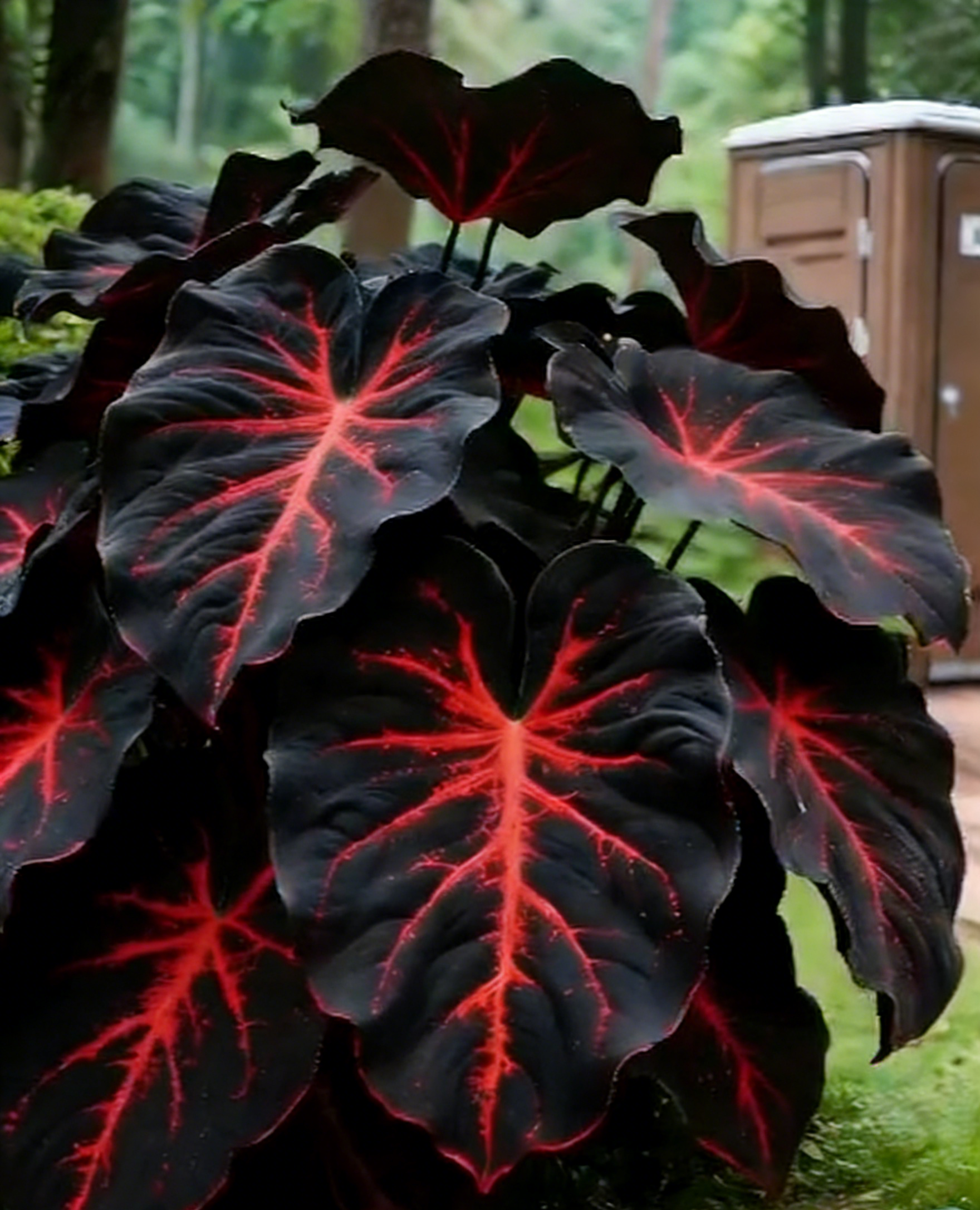 🌿 Vzácne semienka Coleus – pridajte polotienistej záhrade hĺbku a život ✨🌈