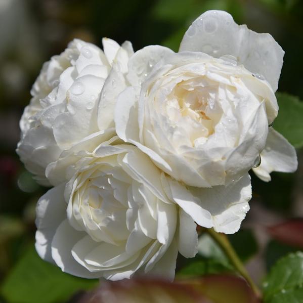 🌹【REPEATED FLOWERING】🌹CLIMBING ROSE SEEDS - HAPPINESS INCREASES