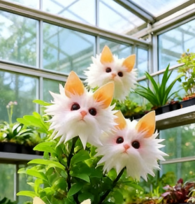 🔥😺 Magická orchidea Mačacie oko, priehľadné semienka, rozžiarte svoju záhradu! 🌸✨