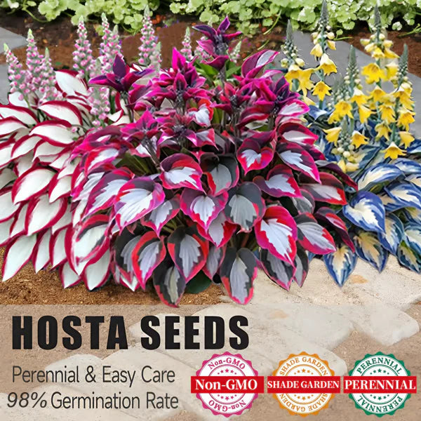 【Ideal for Winter Planting】 Premium Rare Hosta Seeds🌿