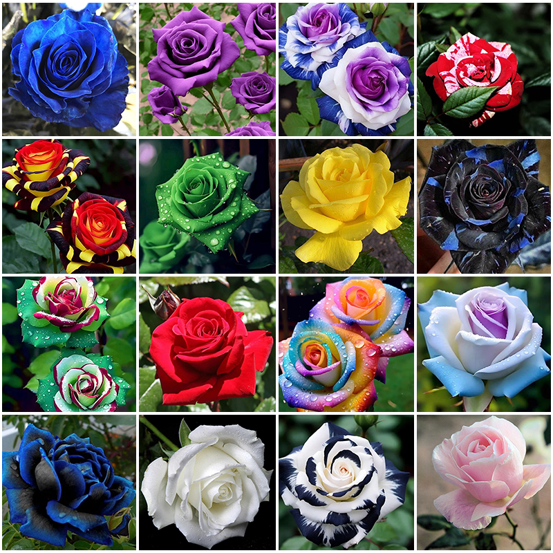 🌹 Summer Bloom Sale [60% OFF] – Rare Rose Seeds! 🌼