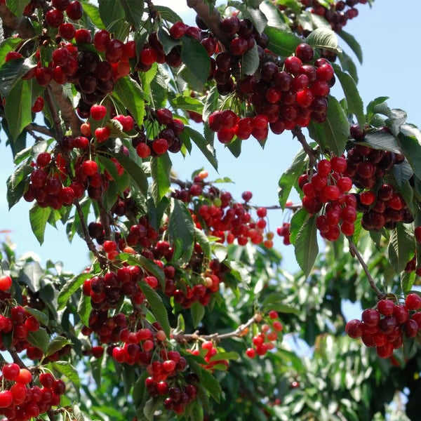🌟 Obrovské sladké čerešňové semienka – pestujte obrovské, šťavnaté čerešne doma! 🍒✨