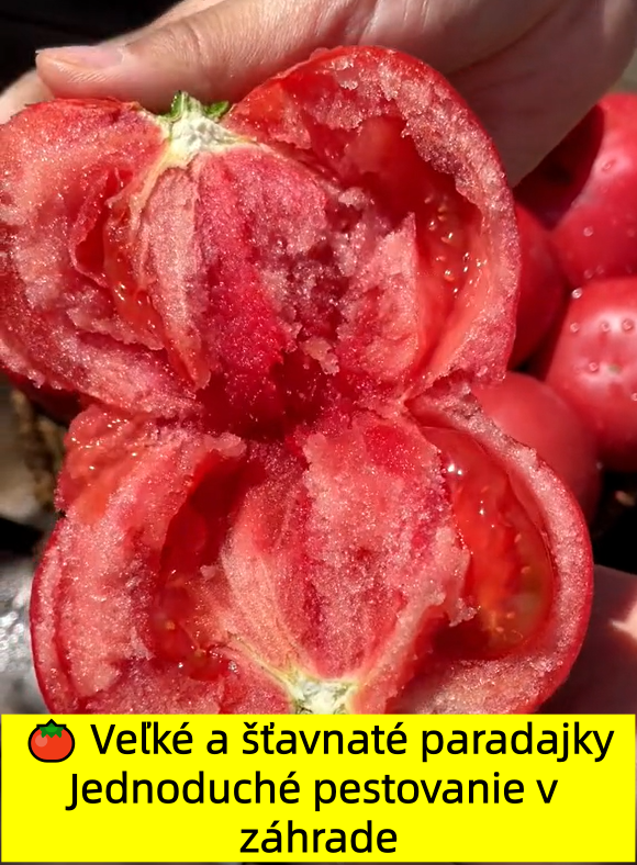 🍅 Dedičné paradajky so šťavnatou jemne zrnitou dužinou — chuť leta ako kedysi 🌿