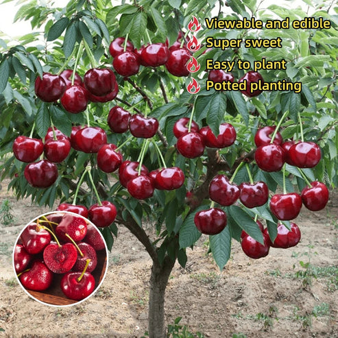 🌟 Obrovské sladké čerešňové semienka – pestujte obrovské, šťavnaté čerešne doma! 🍒✨