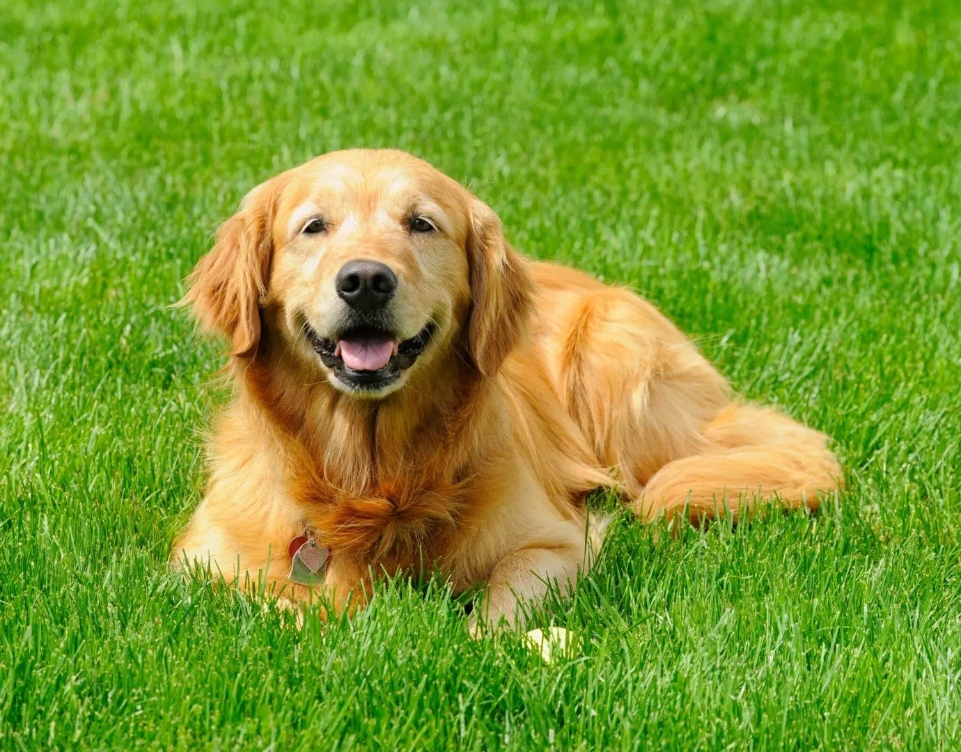 🔥Posledný deň akcie, využite zľavu 49%!🔥🌱Semená trávy vždyzelenej trpasličky 2026